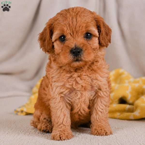 Mila, Cavapoo Puppy
